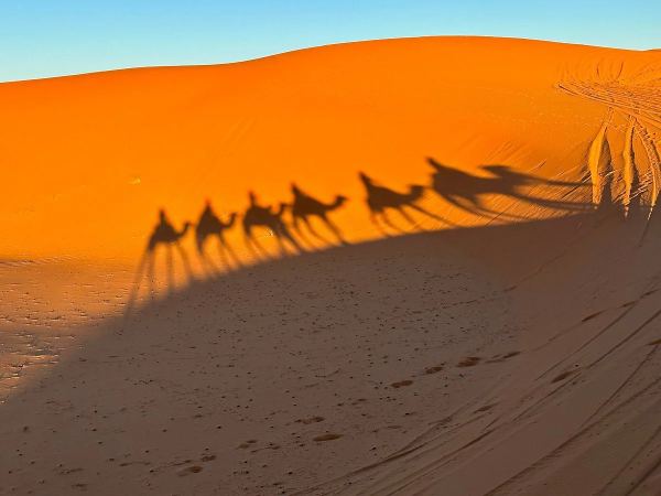 Balade à Dos de Chameau (Sahara)